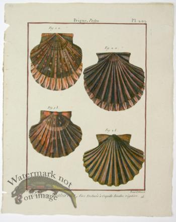 Diderot Shell 17